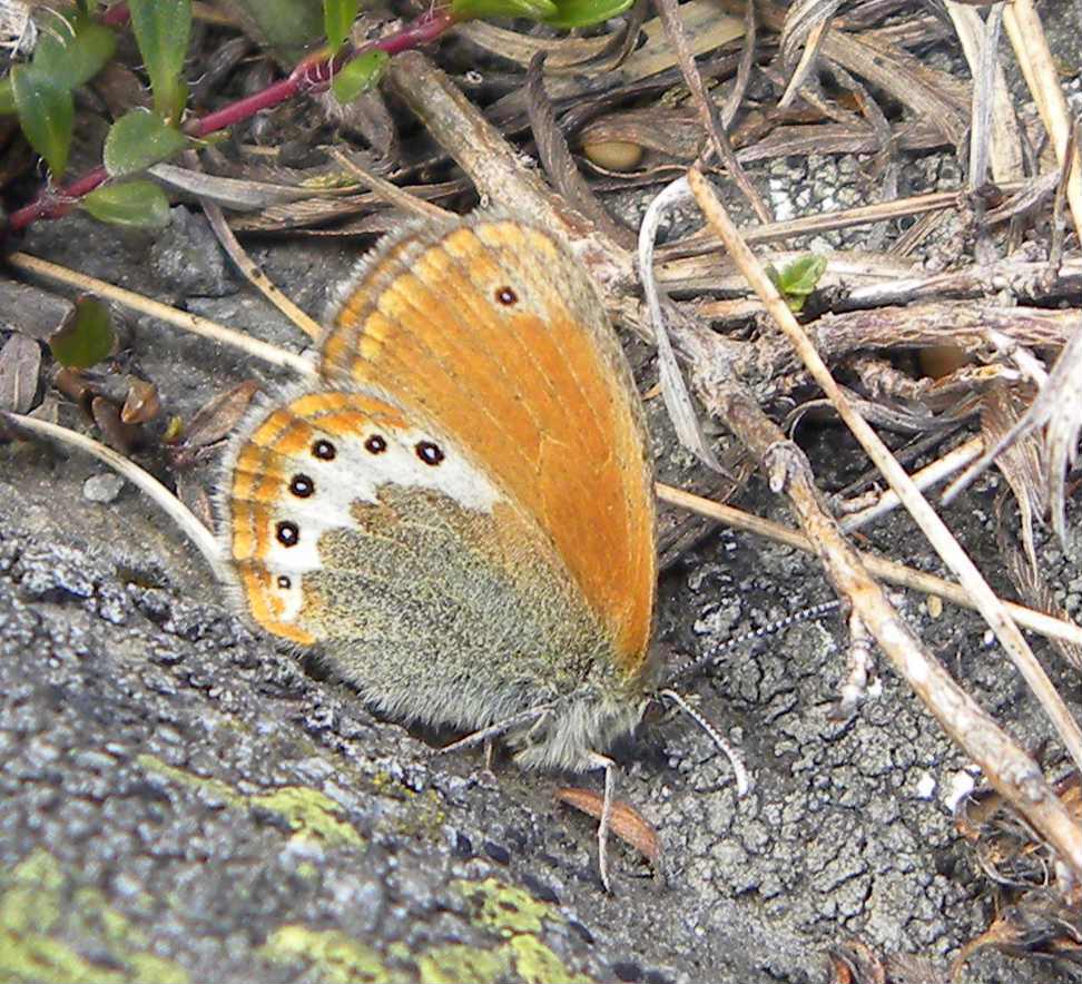 Coenonympha gardetta